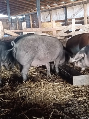 scroafă gestantă  - imagine 3