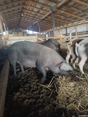 scroafă gestantă  - imagine 4