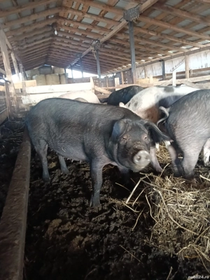 scroafă gestantă  - imagine 2