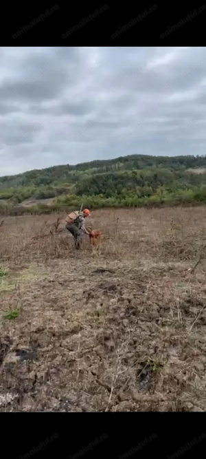 Mascul Viszla Maghiara