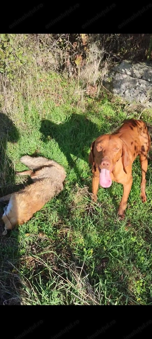 Mascul Viszla Maghiara - imagine 2