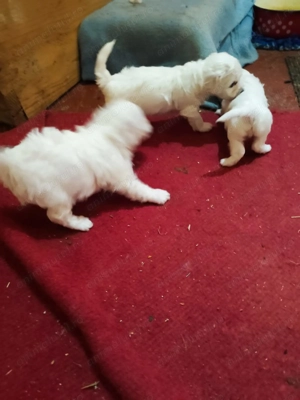 Bishon frese 5 săptămâni - imagine 2 Bishon frese 5 săptămâni - imagine 2