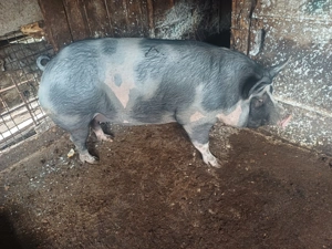 Vând.   Crescuta an gospodărie cu cereale 130 kg