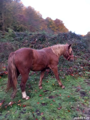 Manza de 1 an jumatate