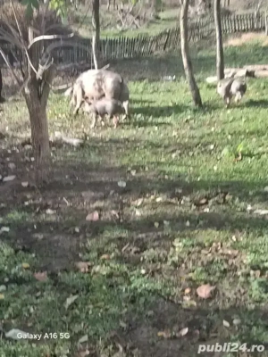 disponibili masculi 2 si 2 femele 