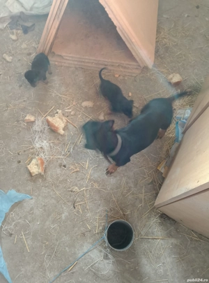 Cățeluși șorecari 