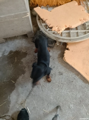 Cățeluș șorecari  - imagine 4 Cățeluș șorecari  - imagine 4