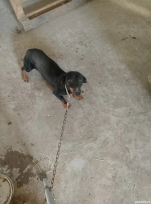 Cățeluși șorecari  - imagine 4