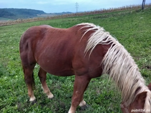 Cal de 2 ani jumatate - imagine 3