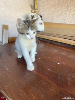 4 pisicuti spre adoptie - imagine 3