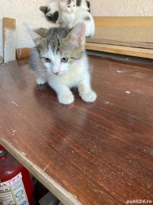 4 pisicuti spre adoptie - imagine 2