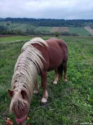 Cal de 2 ani jumatate - imagine 5