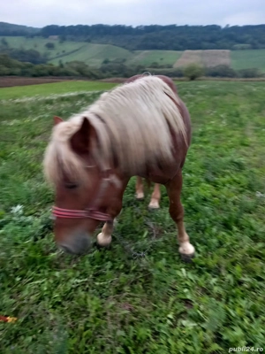 Cal de 2 ani jumatate - imagine 4