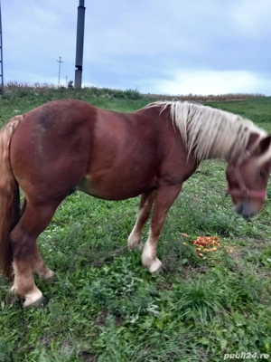 Cal de 2 ani jumatate - imagine 2