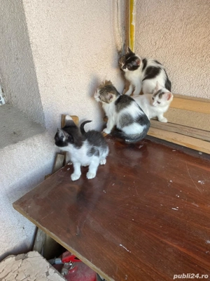 4 pisicuti spre adoptie - imagine 5