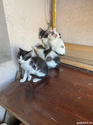 4 pisicuti spre adoptie - imagine 4