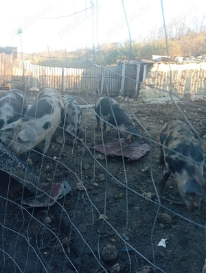 Vând porci de rasa crescuți natural - imagine 2