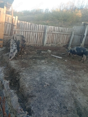 Vând porci de rasa crescuți natural - imagine 4