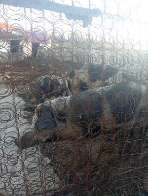 Vând porci de rasa crescuți natural - imagine 3