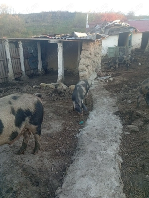 Vând porci de rasa crescuți natural - imagine 5