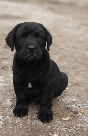 Labrador retriever femelă și mascul