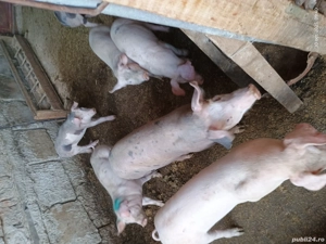purcei crescuti in gospodaria proprie  - imagine 3