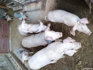 purcei crescuti in gospodaria proprie 