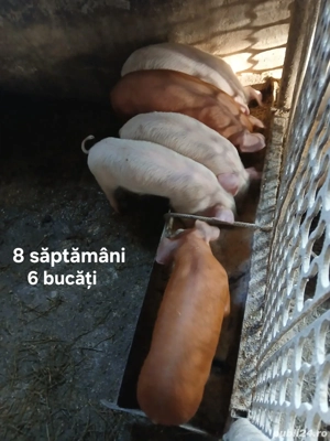 Porci de vanzare !!!