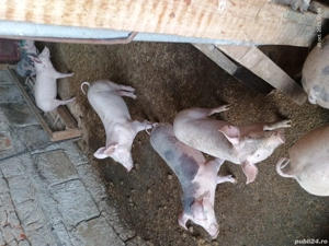 purcei crescuti in gospodaria proprie  - imagine 2