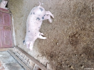 purcei crescuti in gospodaria proprie  - imagine 4