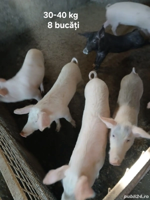 Porci crescuti in gospodarie proprie.  - imagine 3 Porci crescuti in gospodarie proprie.  - imagine 3