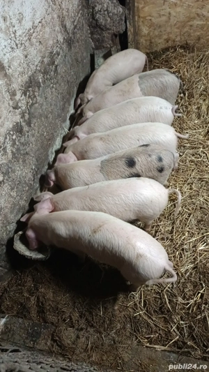 vând purcei  - imagine 3
