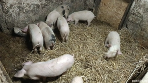 vând purcei  - imagine 2