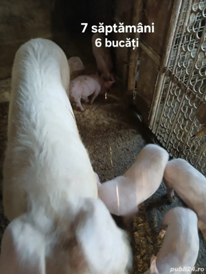 Porci crescuti in gospodarie proprie.  - imagine 2 Porci crescuti in gospodarie proprie.  - imagine 2