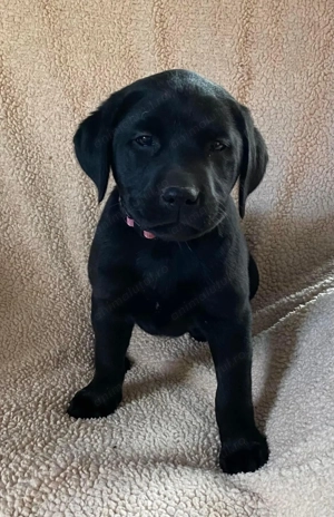 Labrador retriever mascul și femela - imagine 2