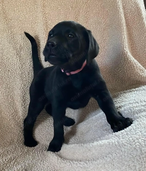 Labrador retriever mascul și femela - imagine 3