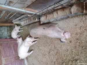 purcei crescuti in gospodaria proprie  - imagine 5