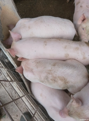 PURCEI vand rasa Pietrain cu Marele Alb - imagine 3