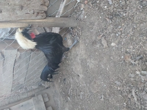 Vând cocosel moțat olandez - imagine 2