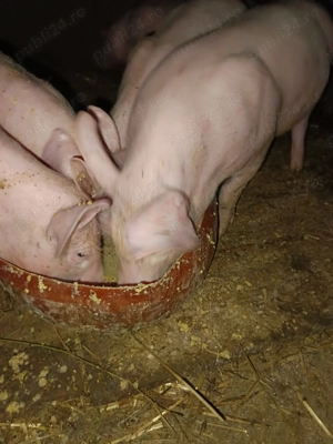 Vând purcei foarte frumoși 