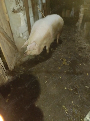 Vând purceiRezultat din încrucișare scroafa Landras cu marele alb și vierul marele alb cu pietrean B - imagine 3