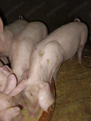 Vând purceiRezultat din încrucișare scroafa Landras cu marele alb și vierul marele alb cu pietrean B