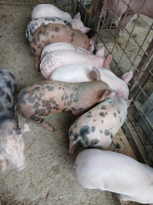 Purcei  8 săptămâni  - imagine 3