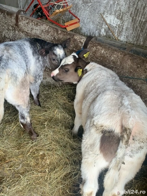 Tauras si Vitica Belgieni de 2 luni si 2 luni jumate