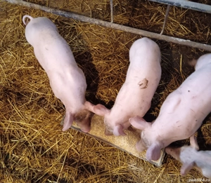 vând purcei Landrace