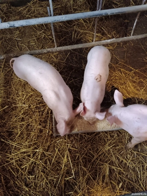 vând purcei Landrace - imagine 3