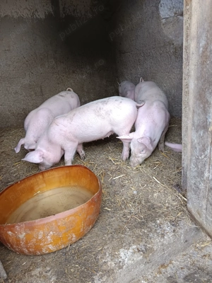 Vând purcei foarte frumoși  - imagine 2