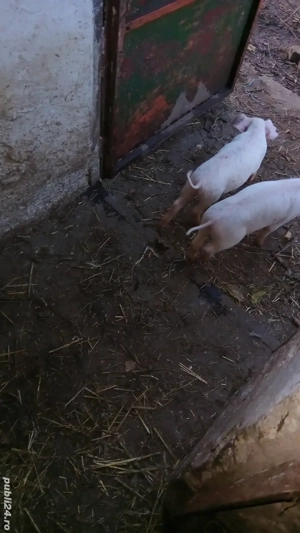 vănd sau schimb  purcei - imagine 2 vănd sau schimb  purcei - imagine 2