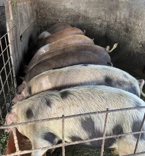 Porci de vânzare de mai multe categorii  - imagine 3