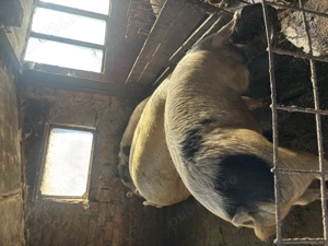 Porci de vânzare de mai multe categorii  - imagine 2